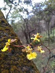 Oncidium reflexum