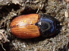 Aphodius fimetarius