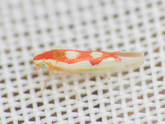 Zygina flammigera