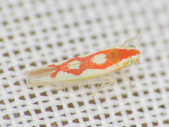 Zygina flammigera