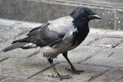Corvus cornix