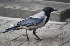 Corvus cornix