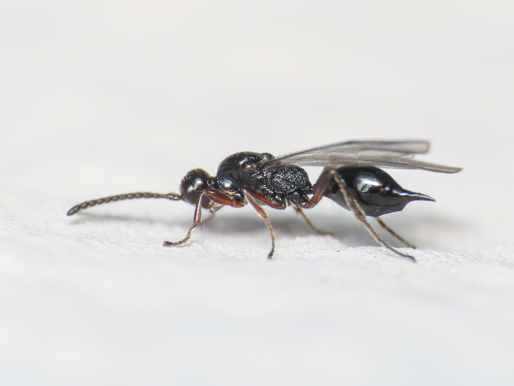 Wasp