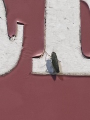 Xyphon reticulatum