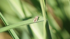 Catorhintha apicalis