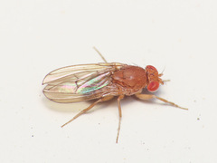 Drosophila immigrans