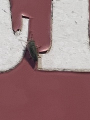 Xyphon reticulatum