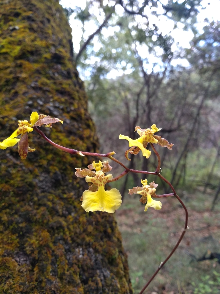 Oncidium reflexum