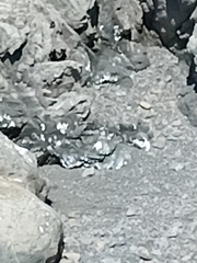 Arctocephalus forsteri
