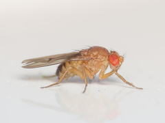 Drosophila immigrans