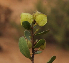 Dodonaea bursariifolia