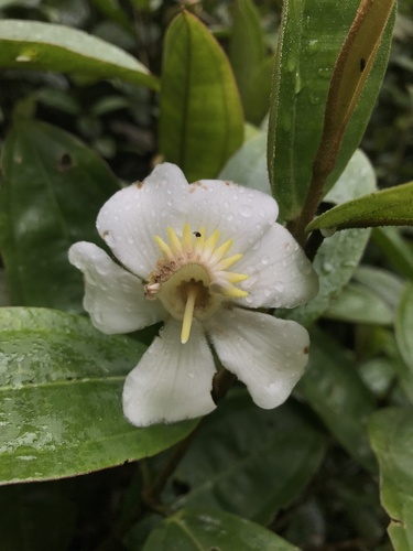 Blakea granatensis, photograph 3