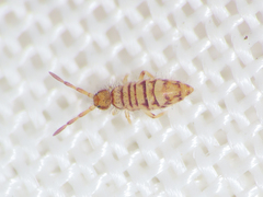 Entomobrya nigrocincta
