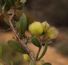 Dodonaea bursariifolia