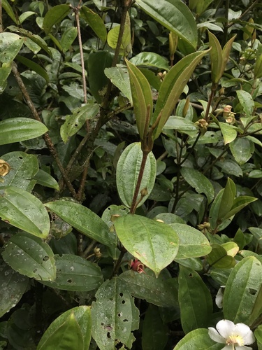 Blakea granatensis, photograph 4