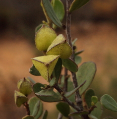 Dodonaea bursariifolia