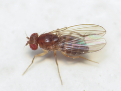 Drosophila funebris