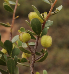 Dodonaea bursariifolia