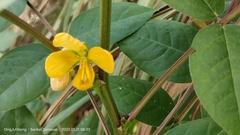 Senna occidentalis