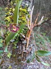 Epidendrum radioferens