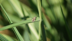 Catorhintha apicalis