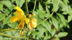 Senna occidentalis