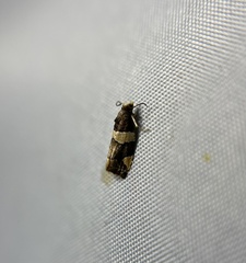 Demeijerella catharota