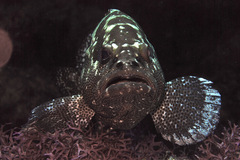Epinephelus polyphekadion