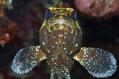 Epinephelus polyphekadion