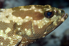 Epinephelus polyphekadion