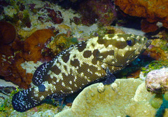 Epinephelus polyphekadion