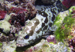 Epinephelus polyphekadion