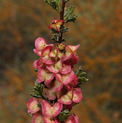Dodonaea adenophora
