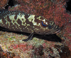 Epinephelus polyphekadion