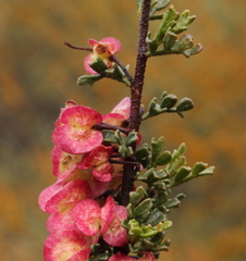 Dodonaea adenophora