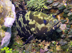 Epinephelus polyphekadion