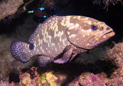 Epinephelus polyphekadion