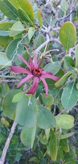 Passiflora cupraea