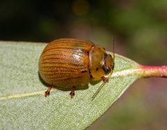 Paropsisterna lignea
