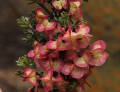 Dodonaea adenophora