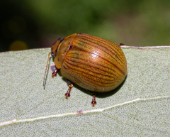 Paropsisterna lignea