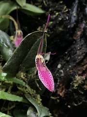 Restrepia