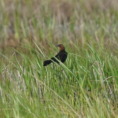 Quiscalus major