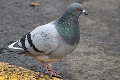 Columba livia domestica