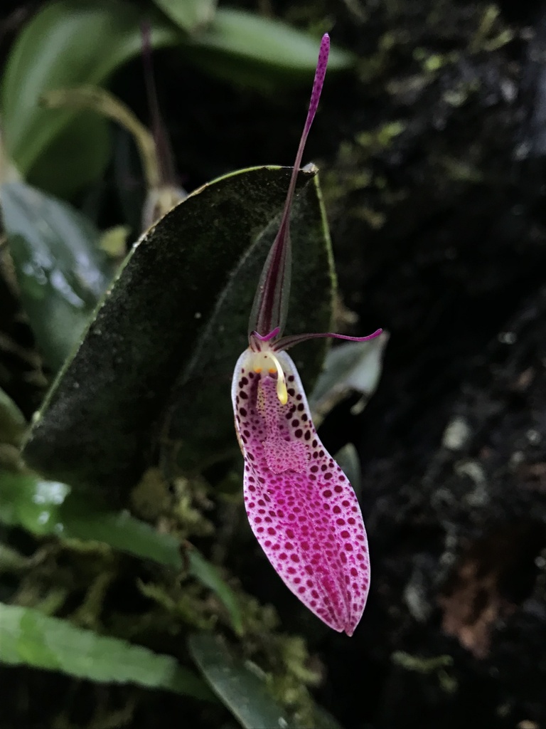 Restrepia pandurata