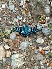 Phocides johnsoni