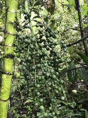 Chamaedorea linearis