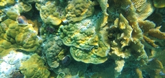Porites astreoides