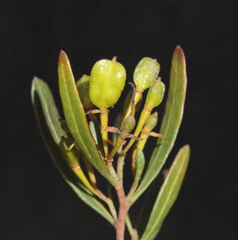 Dodonaea amblyophylla