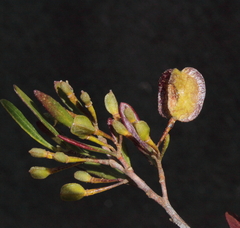Dodonaea amblyophylla